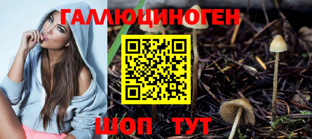 Галлюциногенные грибы Psilocybe Котовск